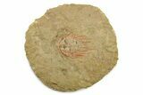 Selenopeltis Trilobite With Red Spines - Fezouata Formation #270542-1